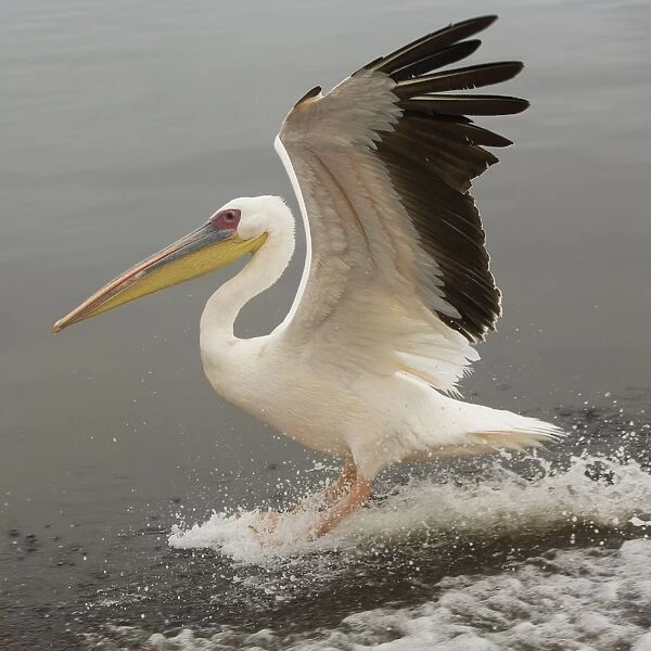 White Pelican - in flight landing on water. Namibia - Africa
