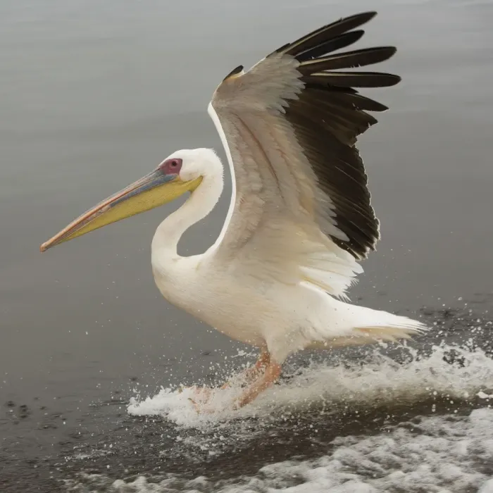 Framed Print : White Pelican - in flight landing on water. Namibia - Africa Framed Print : White Pelican - in flight landing on water. Namibia - Africa