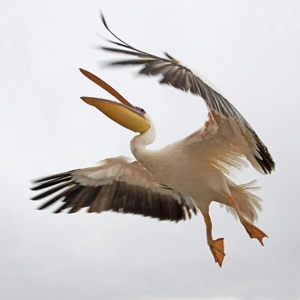White Pelican - in flight. Namibia - Africa