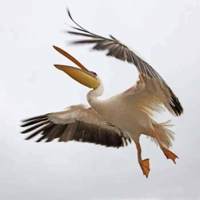 Framed Print : White Pelican - in flight. Namibia - Africa Framed Print : White Pelican - in flight. Namibia - Africa