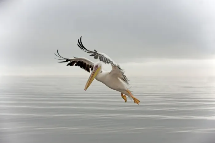 Framed Print : White Pelican - in flight. Namibia - Africa Framed Print : White Pelican - in flight. Namibia - Africa