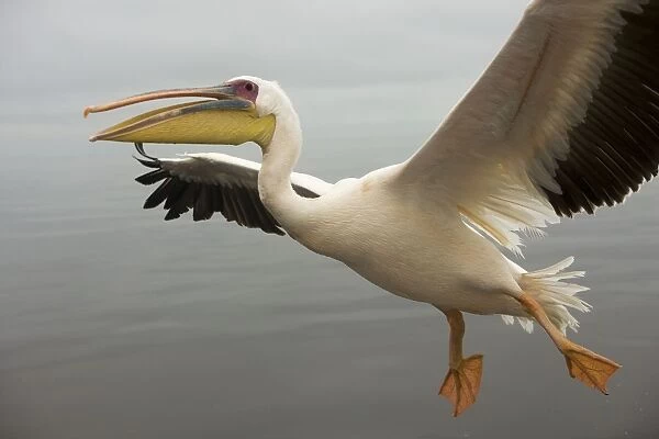 White Pelican - in flight. Namibia - Africa