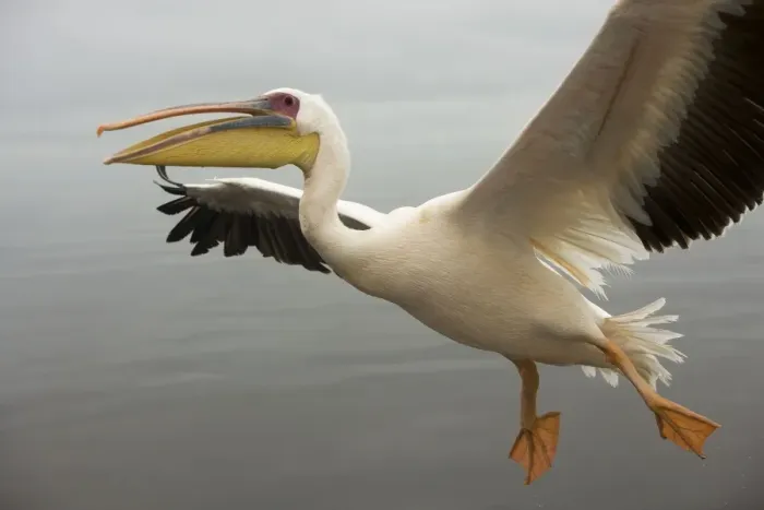 Framed Print : White Pelican - in flight. Namibia - Africa Framed Print : White Pelican - in flight. Namibia - Africa