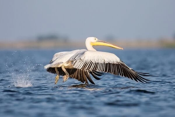 White pelican - taking off from lake surface - Romania