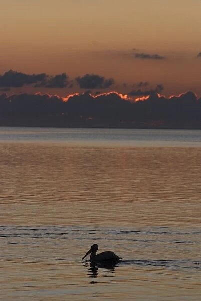 White Pelican - On water at dawn - Texas coast USA