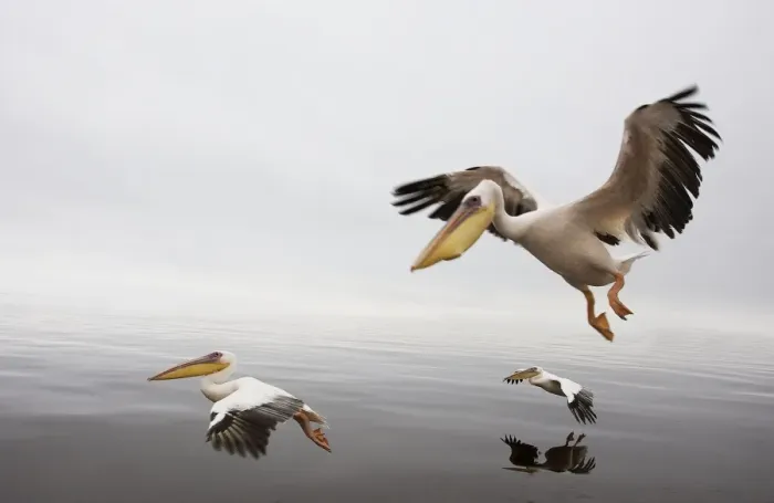Framed Print : White Pelicans - in flight. Namibia - Africa Framed Print : White Pelicans - in flight. Namibia - Africa