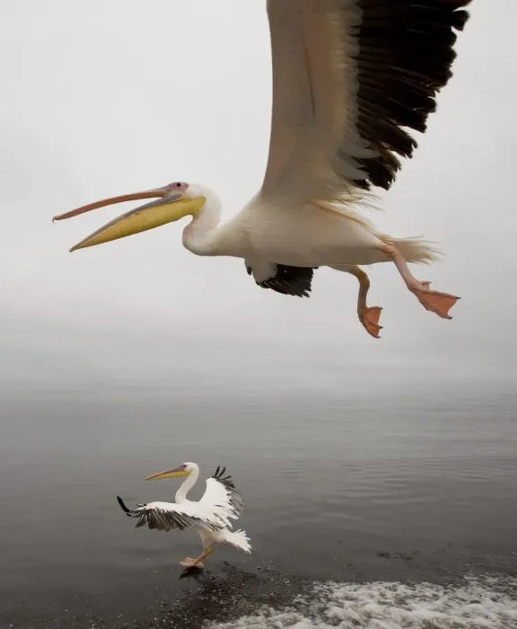 Framed Print : White Pelicans - in flight. Namibia - Africa Framed Print : White Pelicans - in flight. Namibia - Africa