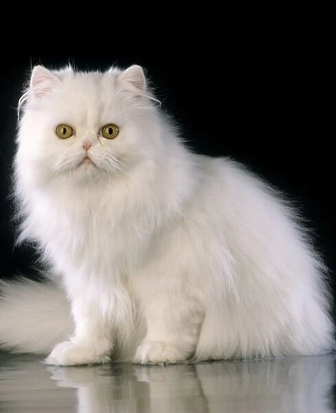 White Persian Cat - sitting