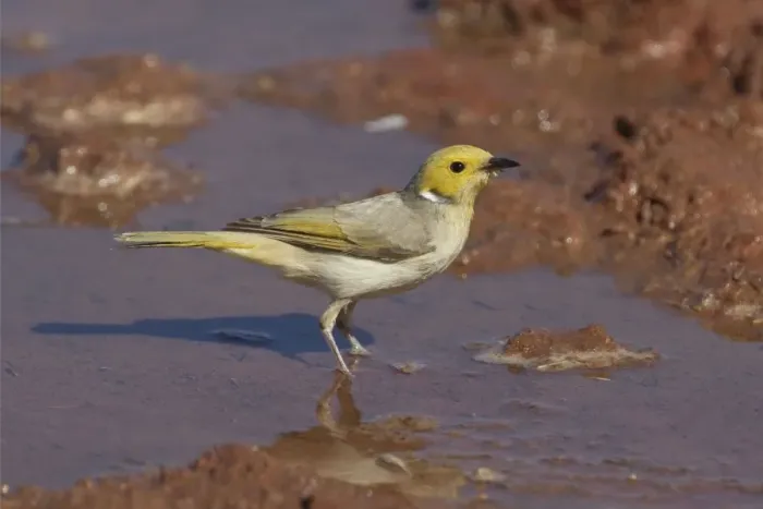 Framed Print : White-plumed Honeyeater - Drinking at a stock watering point 60km from Aputula Aboriginal Community, Finke, Northern Territory, Australia