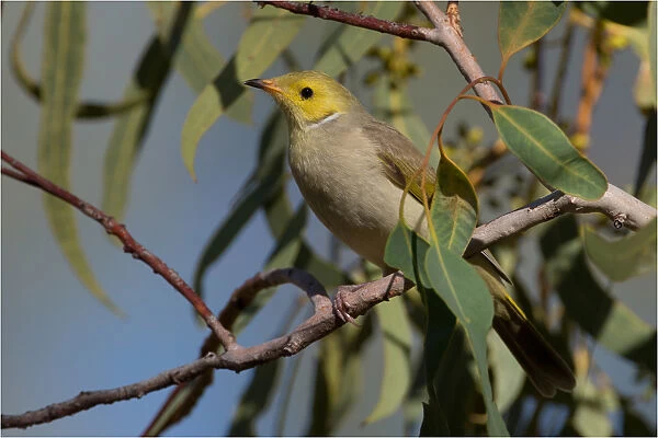 White-plumed Honeyeater - Perched in a eucalypt