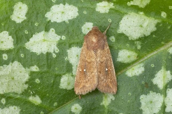 White Point Moth (Migrant) Mythimna albipuncta Essex, UK IN000454
