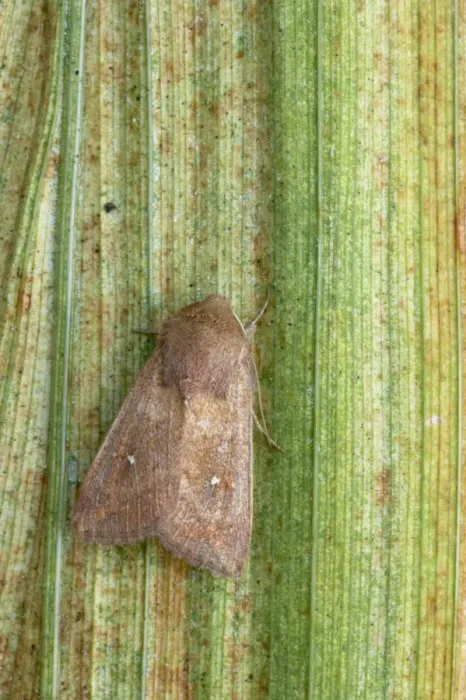 Framed Print : White Point Moth Mythimna albipuncta Essex, UK IN000408 Framed Print : White Point Moth Mythimna albipuncta Essex, UK IN000408