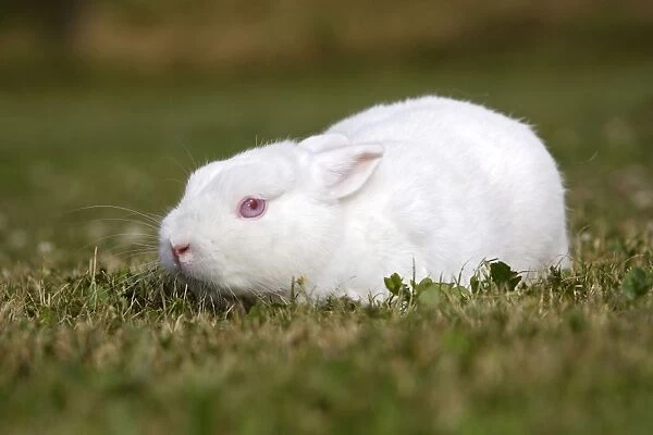 White Polish rabbit with red eyes