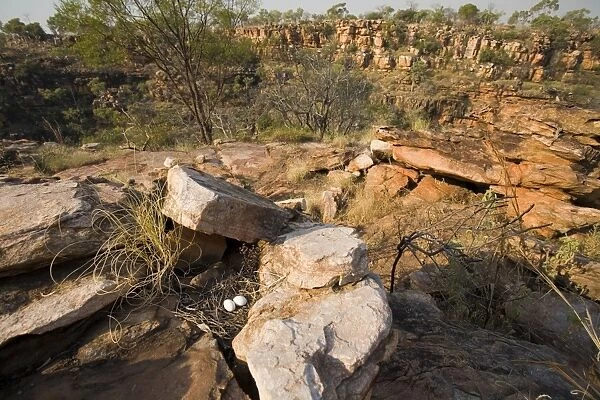 White-quilled Rock-Pigeon nest Near the edge of Manning Gorge, Mt Barnett, Gibb River Road, Kimberley, Western Australia. White-quilled Rock-Pigeons are restricted to the Kimberley