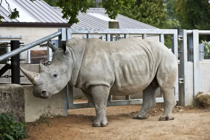 Framed Print : White Rhino - Cotswold Wildlife Park. September Framed Print : White Rhino - Cotswold Wildlife Park. September