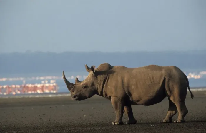Framed Print : White Rhinoceros Framed Print : White Rhinoceros