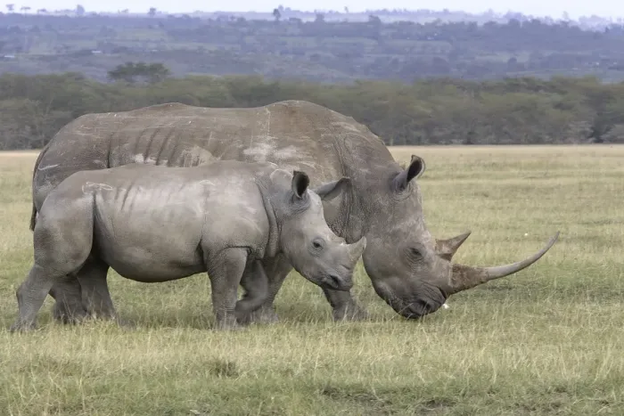 Framed Print : White rhinoceros - adult & young. Nakuru - Kenya - Africa Framed Print : White rhinoceros - adult & young. Nakuru - Kenya - Africa