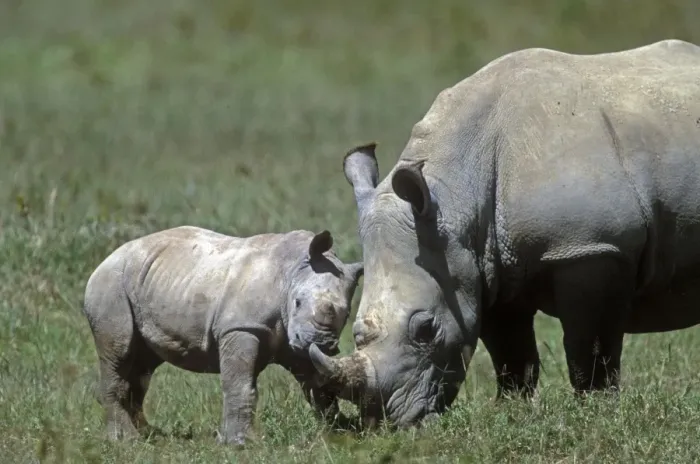 Framed Print : White Rhinoceros - adult and young Framed Print : White Rhinoceros - adult and young