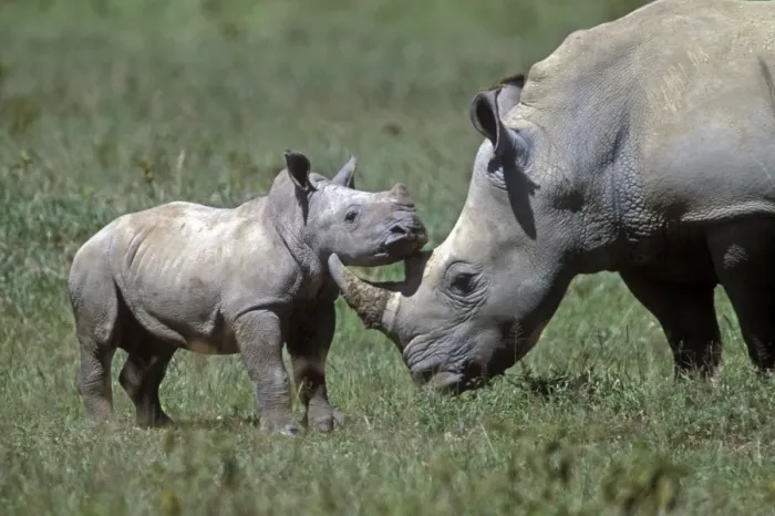 Framed Print : White Rhinoceros - adult and young Framed Print : White Rhinoceros - adult and young