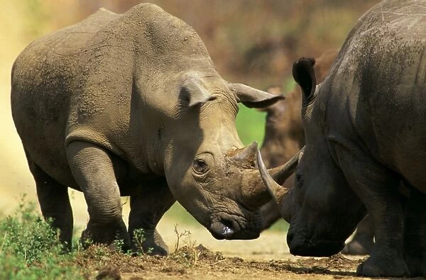 White Rhinoceros - Butting horns in territorial dispute (no injury will occur), Hluhluwe-Umfolozi Game Reserve, KwaZulu-Natal, South Africa JPF37677
