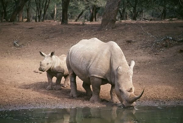 White Rhinoceros - with calf Natal, South Africa