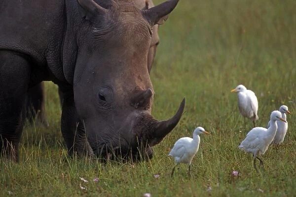 White Rhinoceros - with Egrets