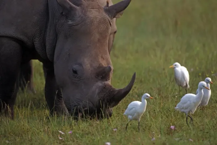 Framed Print : White Rhinoceros - with Egrets Framed Print : White Rhinoceros - with Egrets