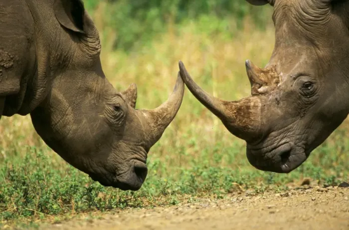 Framed Print : White Rhinoceros - About to but horns in territorial dispute (no injury will occur) - Hluhluwe-Umfolozi Game Reserve - KwaZulu-Natal, South Africa JPF37694 Framed Print : White Rhinoceros - About to but horns in territorial dispute (no injury will occur) - Hluhluwe-Umfolozi Game Reserve - KwaZulu-Natal, South Africa JPF37694