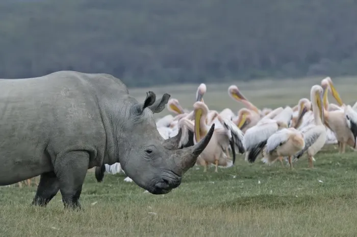 Framed Print : White rhinoceros. Nakuru, Kenya, Africa Framed Print : White rhinoceros. Nakuru, Kenya, Africa