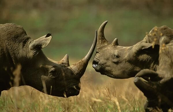 White Rhinoceros - pair rubbing horns, Hluhluwe-Umfolozi Game Reserve, KwaZulu-Natal, South Africa JPF37730