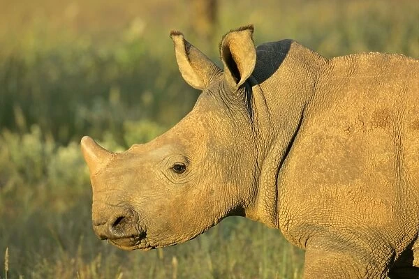 White Rhinoceros portrait of a young Namibia, Africa