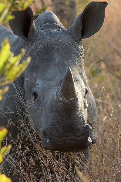 White rhinoceros Potrait of a male South Africa, Sabi Sabi game reserve