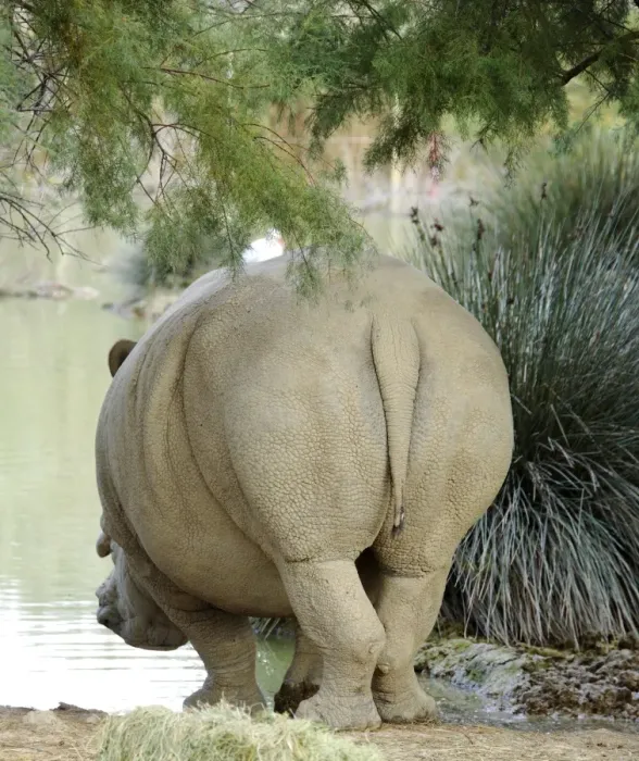Framed Print : White Rhinoceros - in Safari Park - France Framed Print : White Rhinoceros - in Safari Park - France