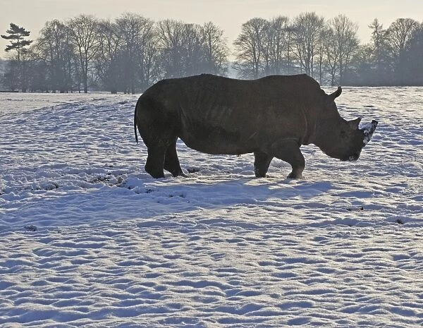 White Rhinoceros - in snow - Whipsnade Wild Animal Park