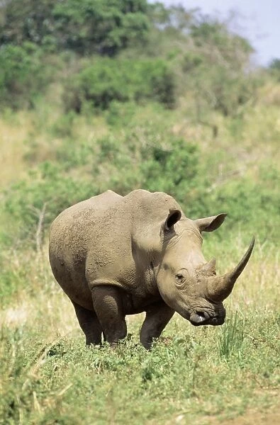 White Rhinoceros  /  Square-Lipped Rhino Hluhluwe-Umfolozi Game Reserve, Natal, South Africa
