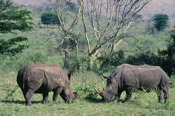 White Rhinoceros (Square-lipped Rhino) Hluhluwe-Umfolozi game reserve. Natal, South Africa