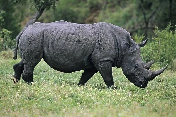 White Rhinoceros  /  Square-lipped rhino - Kruger national park, S. Africa