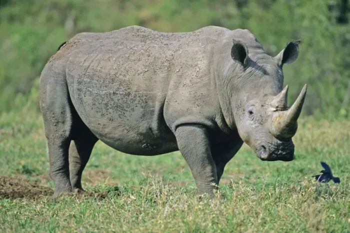 Framed Print : White Rhinoceros / Square-lipped rhino - Kruger national park, S. Africa Framed Print : White Rhinoceros / Square-lipped rhino - Kruger national park, S. Africa