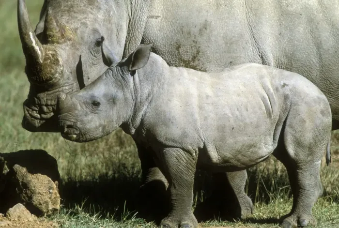 Framed Print : White Rhinoceros - Young next to adult Framed Print : White Rhinoceros - Young next to adult