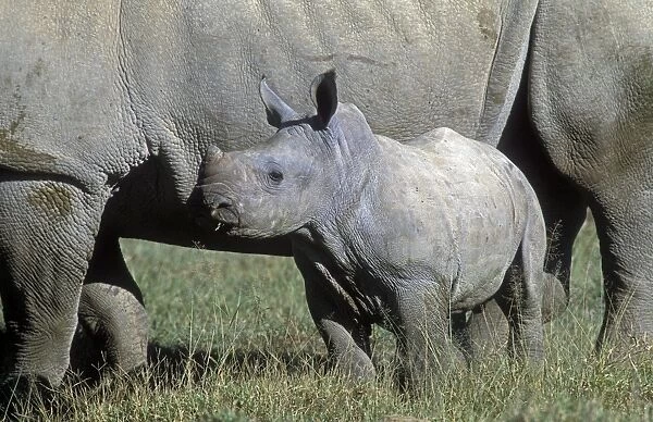 White Rhinoceros - Young next to adult