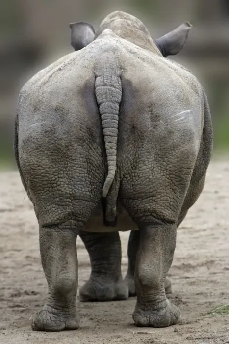 Framed Print : White Rhinocerosn - view of animal from behind, Hessen, Germany Framed Print : White Rhinocerosn - view of animal from behind, Hessen, Germany