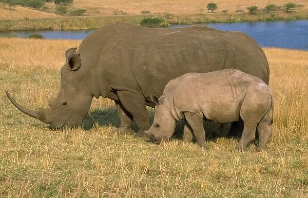 White Rhinocerus - female & calf grazing Kwazulu-Natal Midlands, South Africa
