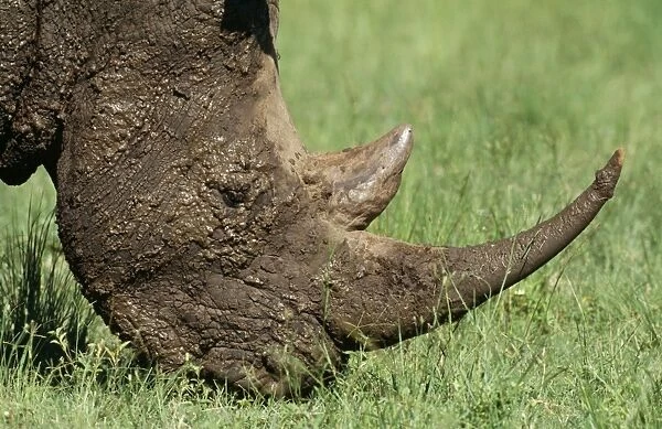White Rhinocerus - grazing after wallowing. Kwazulu-Natal Midlands, South Africa