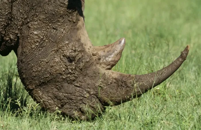 Framed Print : White Rhinocerus - grazing after wallowing. Kwazulu-Natal Midlands, South Africa