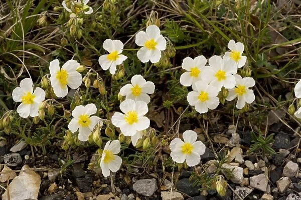 White Rock-rose (Helianthemum apenninum); very rare on limestone in UK