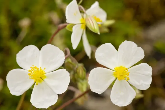 Framed Print : White Rock-rose (Helianthemum apenninum); very rare on limestone in UK Framed Print : White Rock-rose (Helianthemum apenninum); very rare on limestone in UK