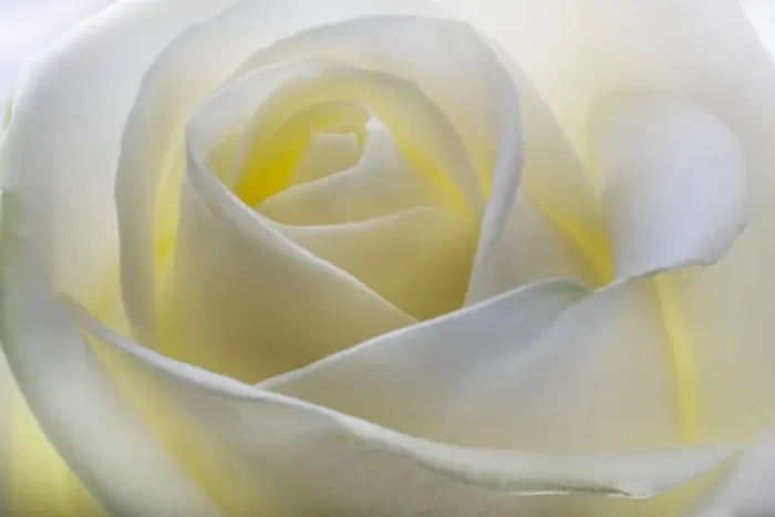 Framed Print : White Rose Framed Print : White Rose