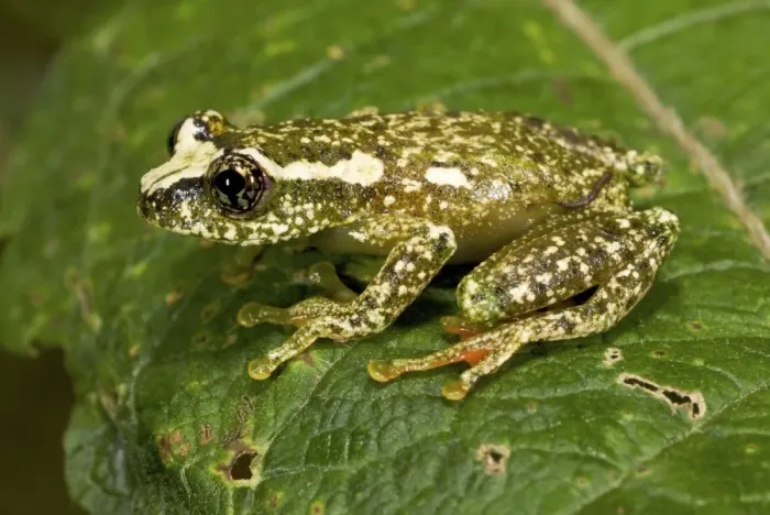 Framed Print : White-snouted Reed Frog - adult male on leaf - Nyungwe - Rwanda - Africa Framed Print : White-snouted Reed Frog - adult male on leaf - Nyungwe - Rwanda - Africa