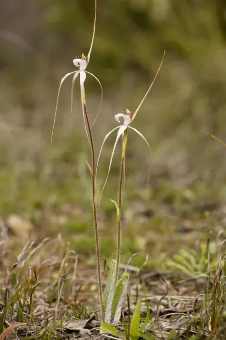 Framed Print : White Spider Orchid - redacta in woodland, Stirling Ranges, near Mount Barker, south-west Australia Framed Print : White Spider Orchid - redacta in woodland, Stirling Ranges, near Mount Barker, south-west Australia