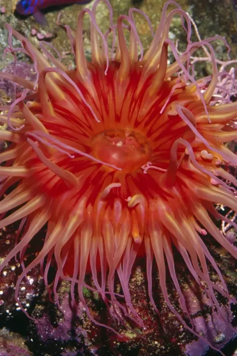 Framed Print : White-Spotted Anemone Monterey Bay, California Framed Print : White-Spotted Anemone Monterey Bay, California